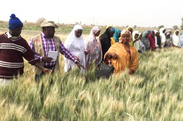 Farmers in a field studying wheat