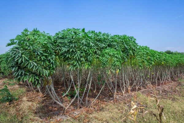 Cassava