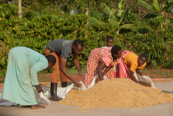 People dry coffee outside